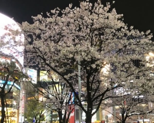 渋谷ハチ公前の桜