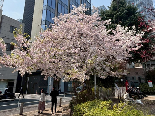 六本木ヒルズの桜